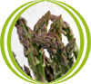 esparrago